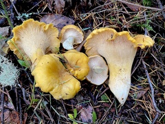 Cantharellus cascadensis