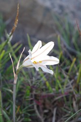 Cyrtanthus clavatus