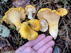 Cantharellus cascadensis