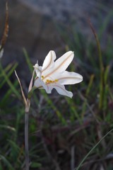 Cyrtanthus clavatus