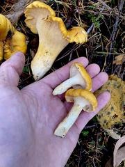 Cantharellus cascadensis