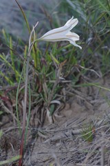 Cyrtanthus clavatus