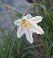 Cyrtanthus clavatus