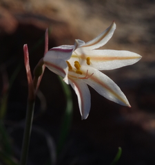 Cyrtanthus clavatus