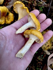 Cantharellus cascadensis