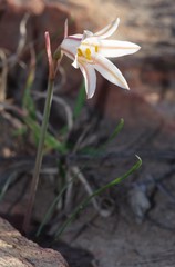 Cyrtanthus clavatus