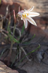 Cyrtanthus clavatus