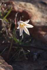 Cyrtanthus clavatus