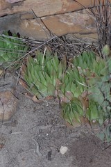 Haworthia cooperi