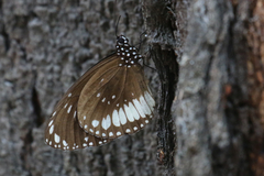 Euploea eichhorni