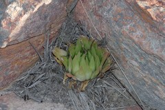 Haworthia cooperi