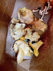 Cantharellus cascadensis