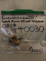 Cantharellus cascadensis