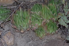 Haworthia cooperi