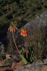 Cyrtanthus obliquus