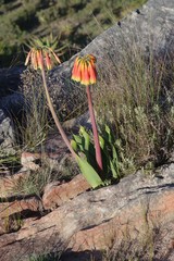 Cyrtanthus obliquus
