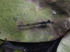 Austrocnemis maccullochi