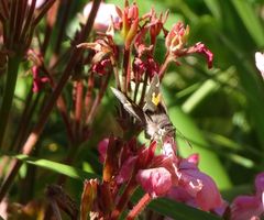 Trapezites phigalioides