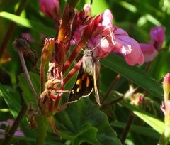Trapezites phigalioides
