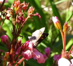 Trapezites phigalioides