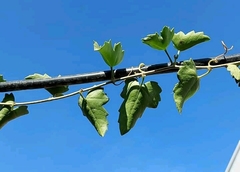 Cissus trifoliata