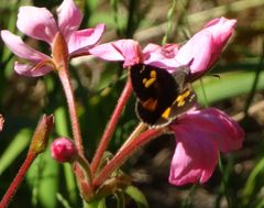 Trapezites phigalioides