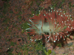 Carronella pellucida