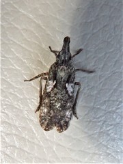 Amycle vernalis