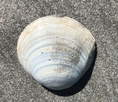 Pseudarcopagia decora