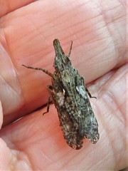 Amycle vernalis