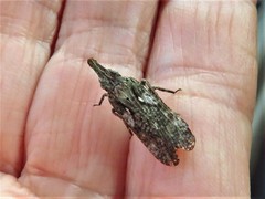 Amycle vernalis
