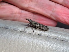 Amycle vernalis