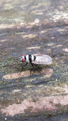 Anthomyia medialis