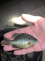 Lepomis gibbosus × macrochirus