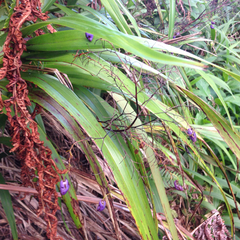 Dianella sandwicensis