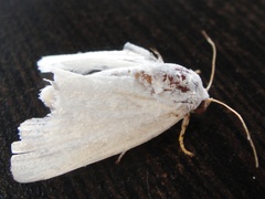 Chasmina candida