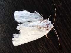 Chasmina candida