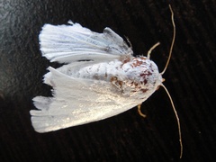 Chasmina candida