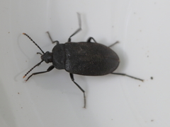 Penthe pimelia