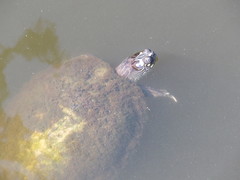 Graptemys ouachitensis