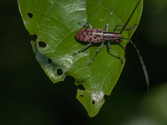 Macrochenus isabellinus