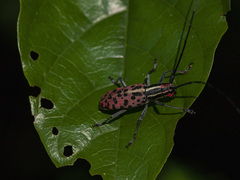 Macrochenus isabellinus