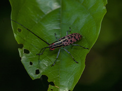 Macrochenus isabellinus