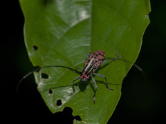 Macrochenus isabellinus