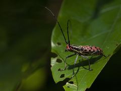 Macrochenus isabellinus