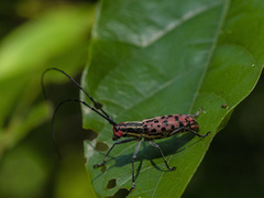 Macrochenus isabellinus