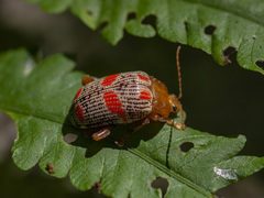 Podontia