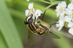 Helophilus neoaffinis