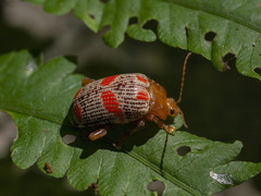 Podontia