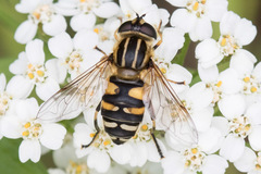 Helophilus neoaffinis